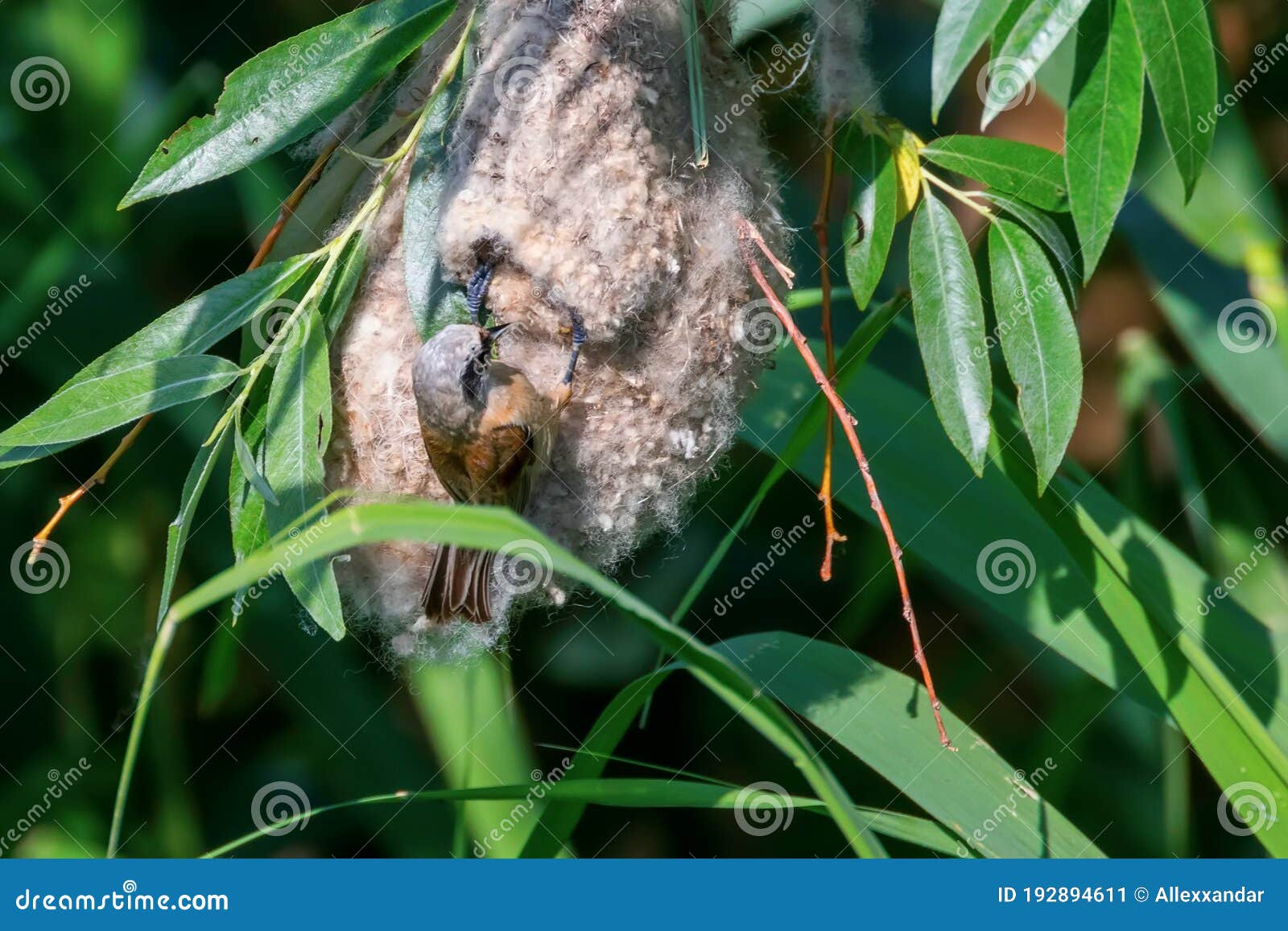 eurasian penduline tit in nestÃÂ remiz pendulinus